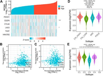 Comprehensive Analysis of the Expression and Prognosis for MCM4 in Uterine Corpus Endometrial Carcinoma